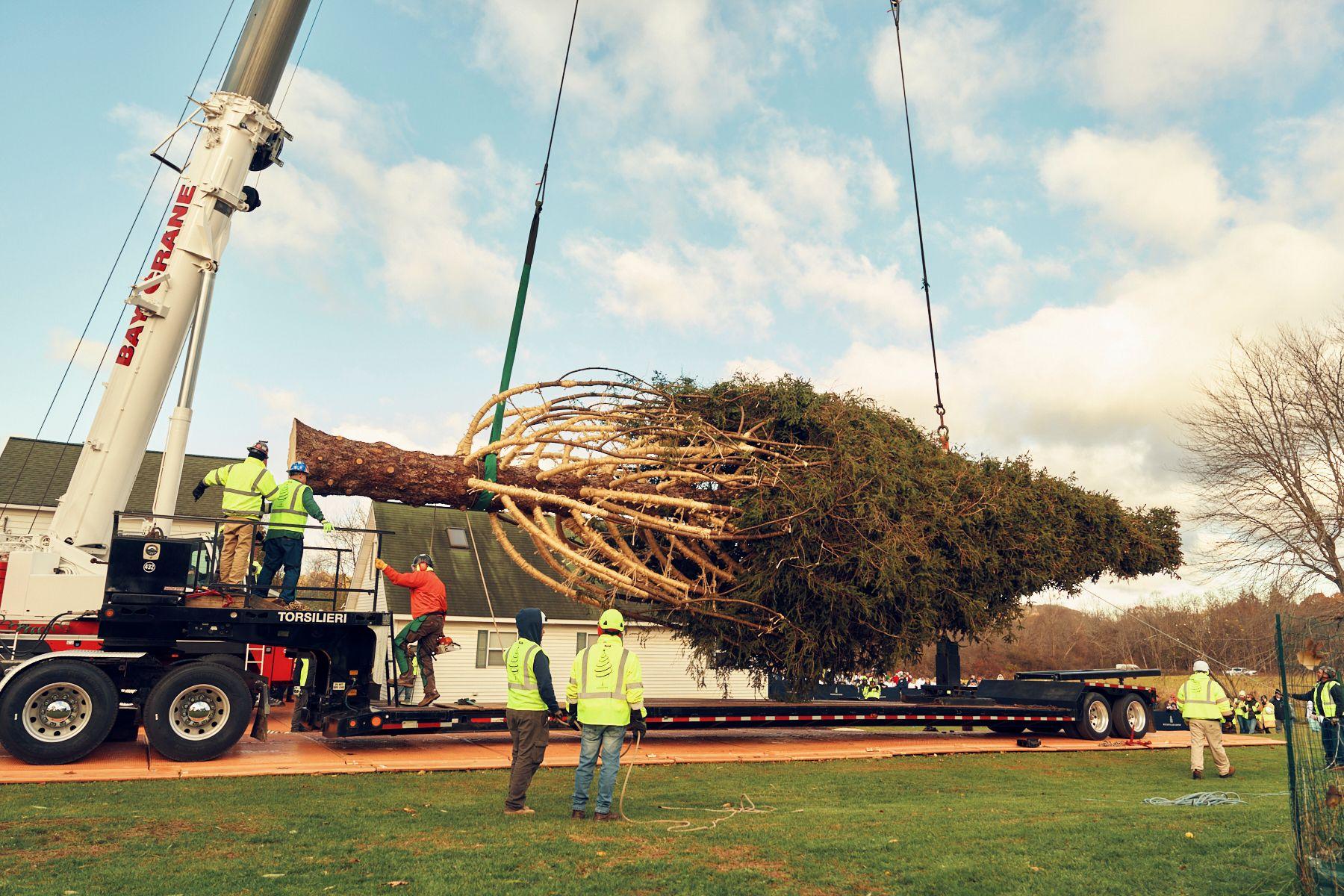 The 2025 Rockefeller Center Christmas tree