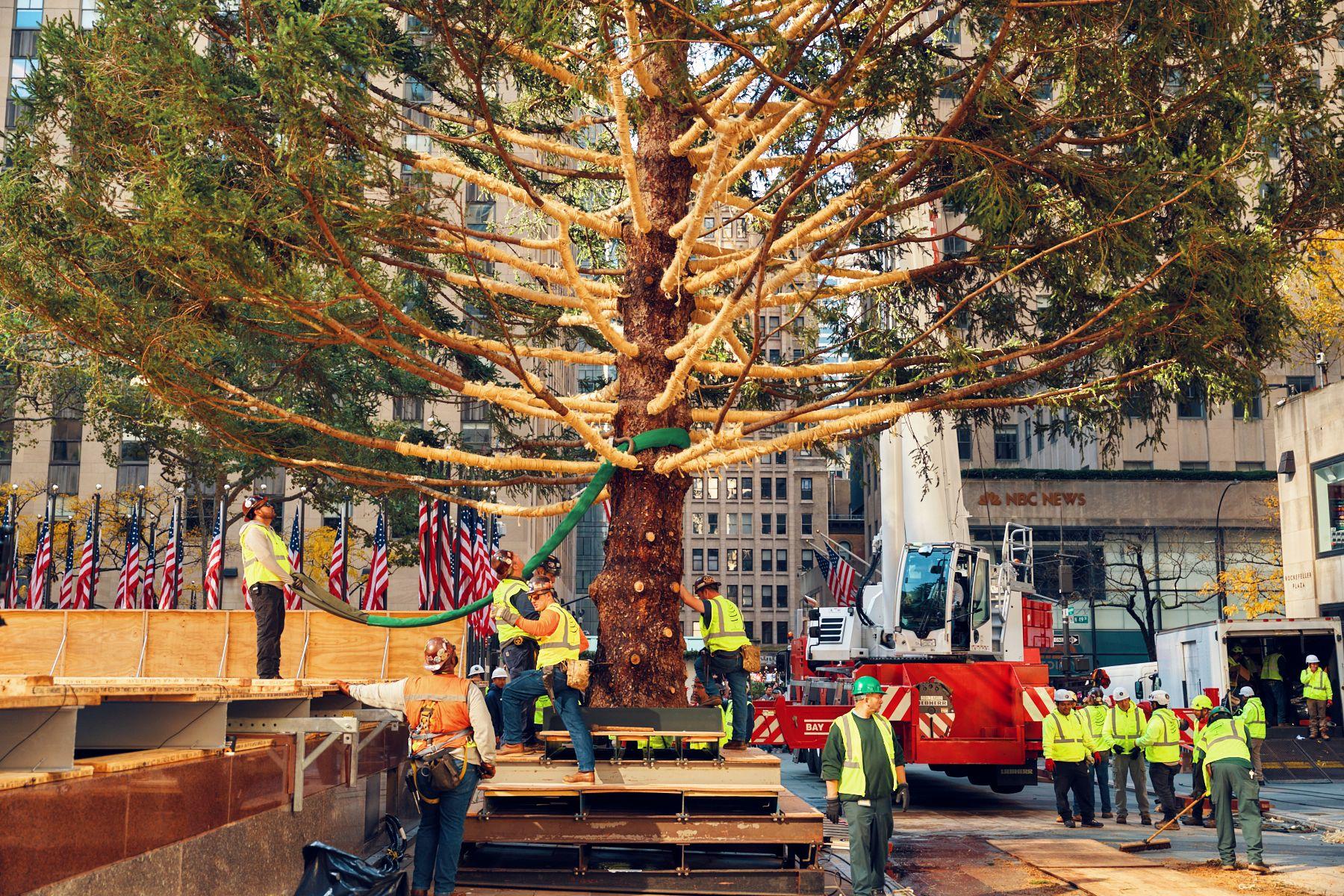 The 2025 Rockefeller Center Christmas Tree arriving to The Plaza