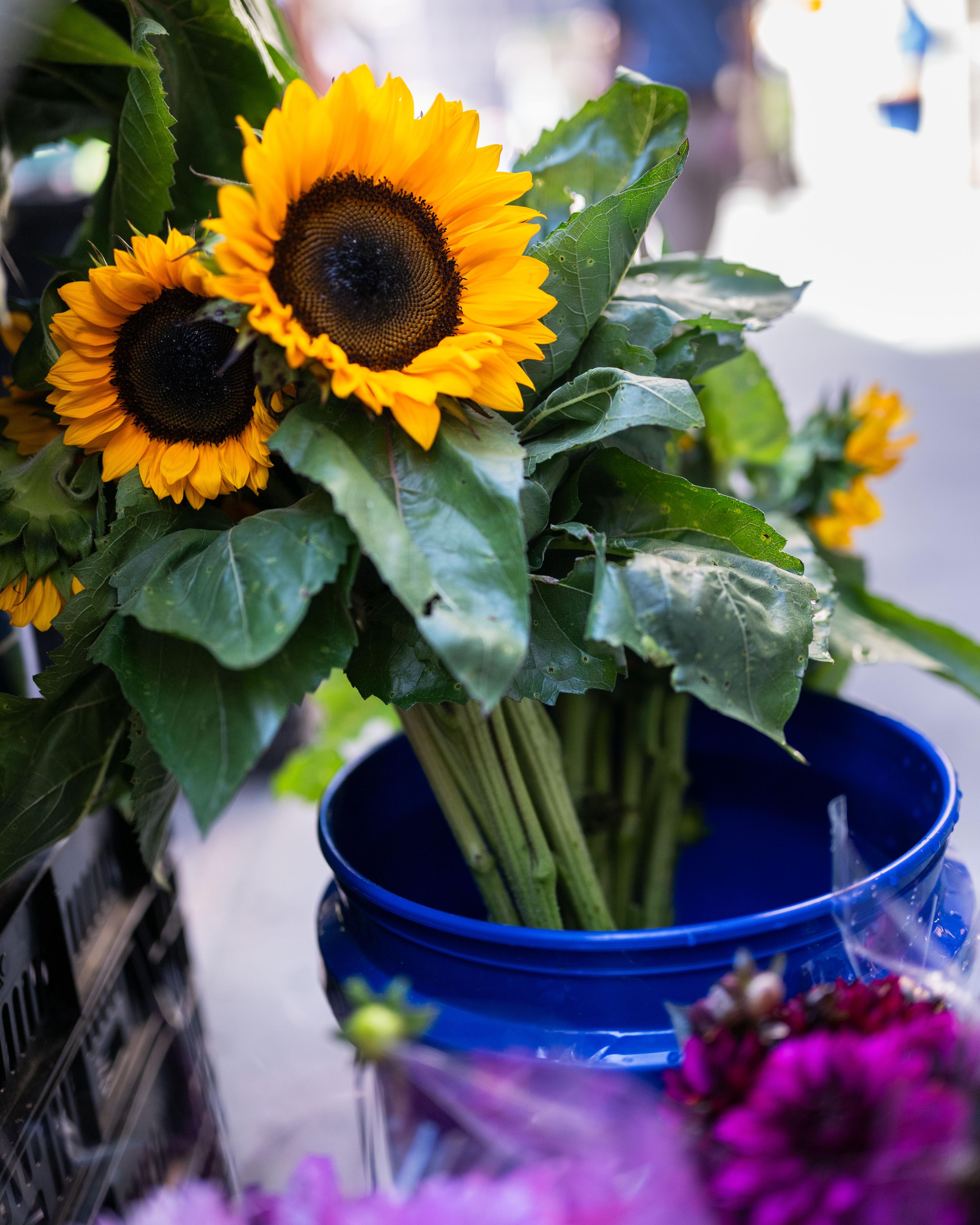 fresh produce from greenmarket