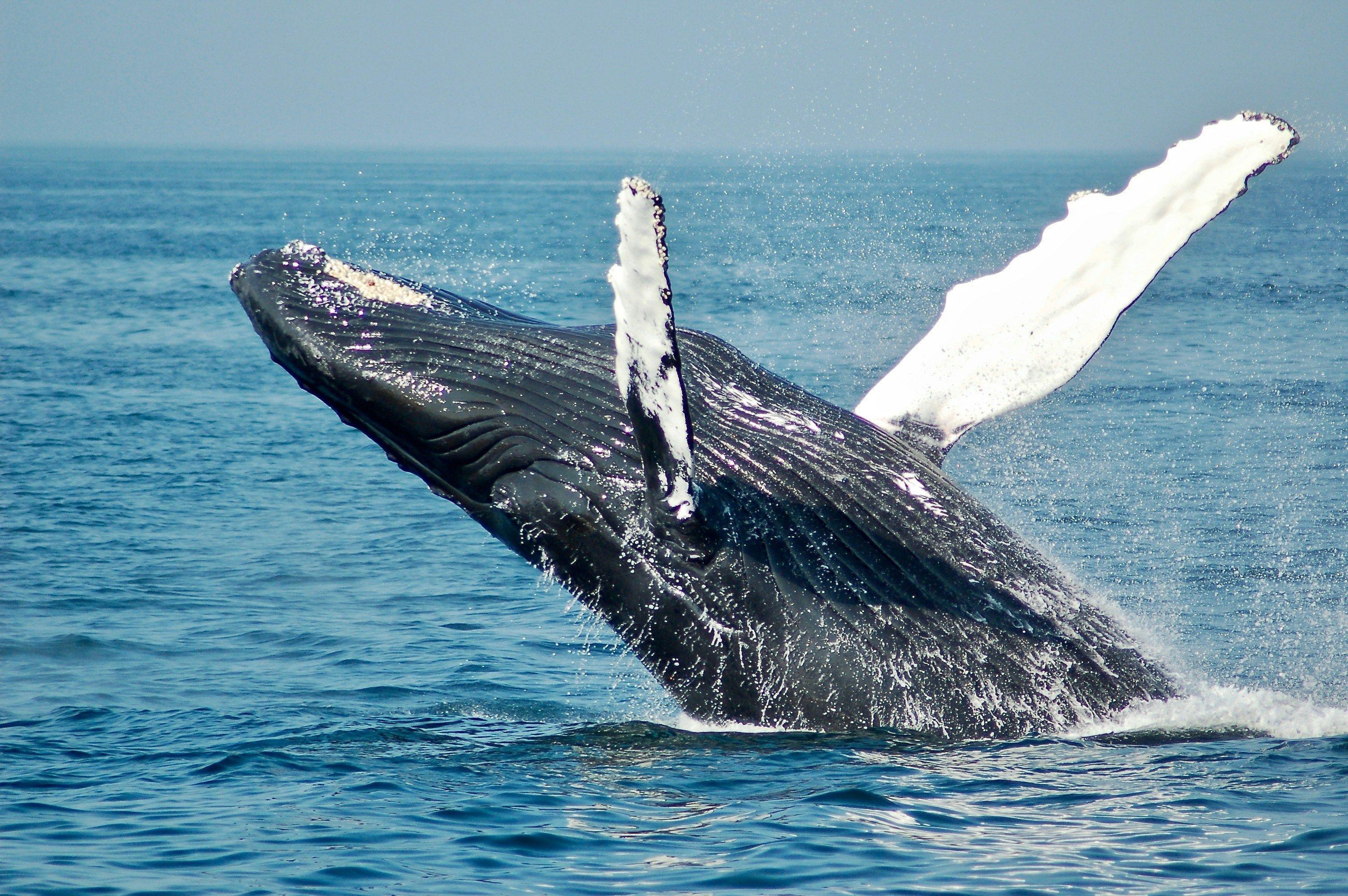 Whale breaching the ocean surface