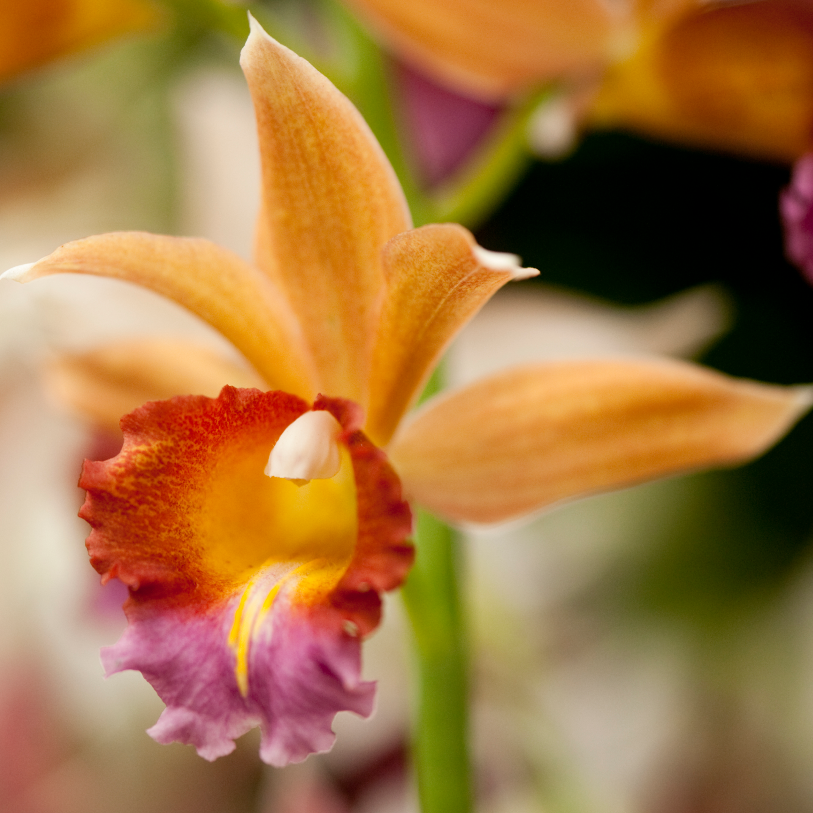 A closeup of a red, pink, and orange orchid at the New York Botanical Garden