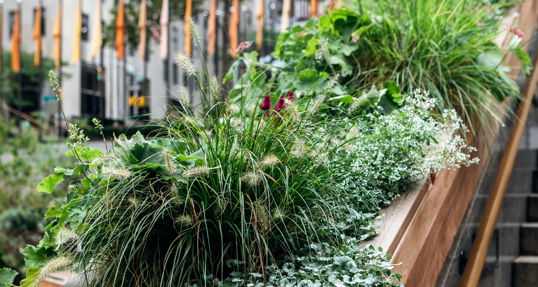 Watson Salembier nature installation at the Rink at Rockefeller Center