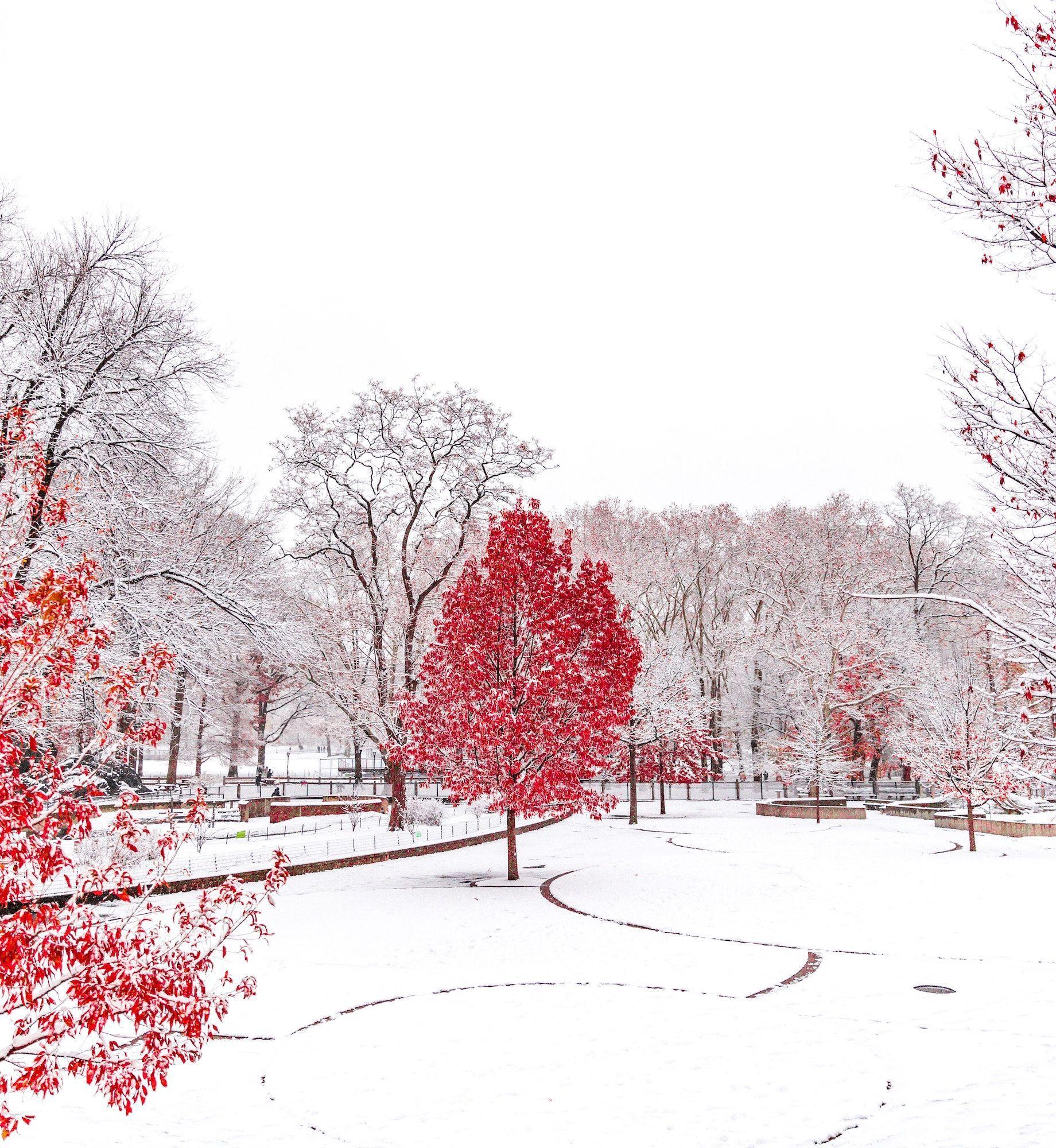 Red trees in Central Park covered in snow