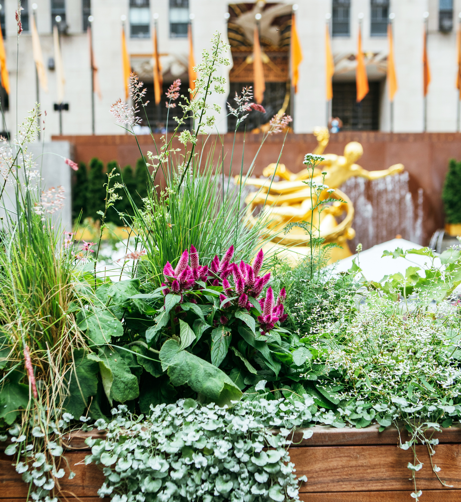 Green spaces at Rockefeller Center